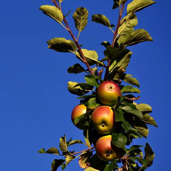 columnar fruit tree in a small garden