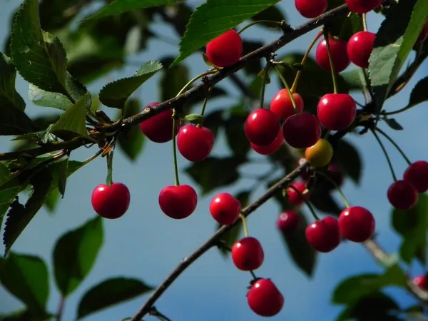 Sour Cherry in the Shade (Prunus cerasus) - Morel